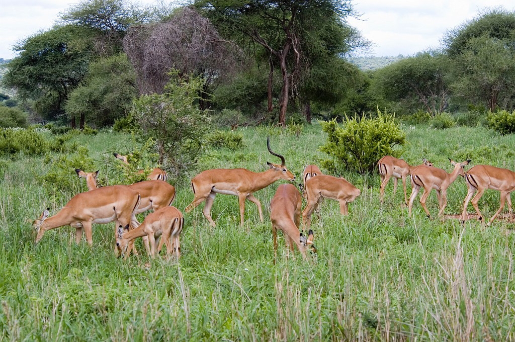 Tarangira Impala00.jpg - Impala (Aepyceros melamus), Tanzania March 2006